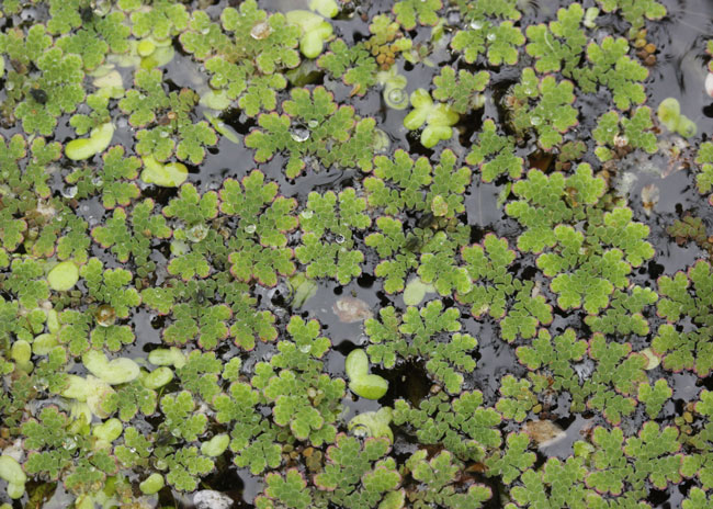 Azolla_filiculoides_Wikimedia_Commons