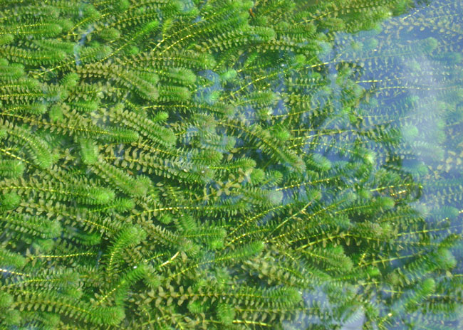 Elodea_canadensis_Wikimedia_Commons