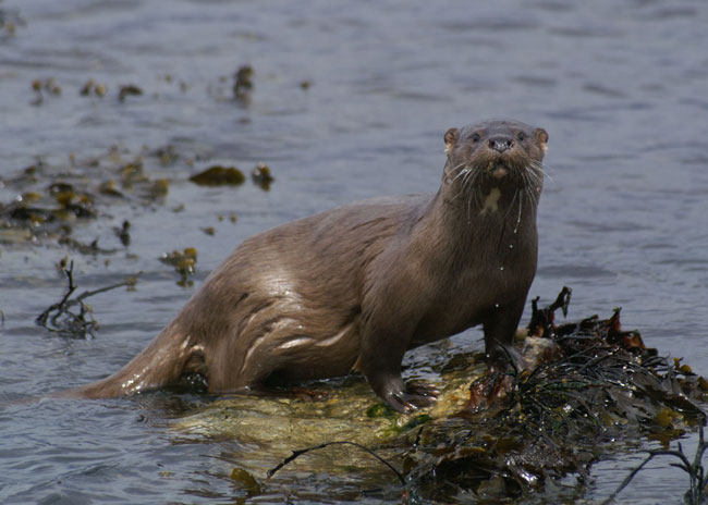 Otter_Lutra_lutra_Wikimedia_Commons