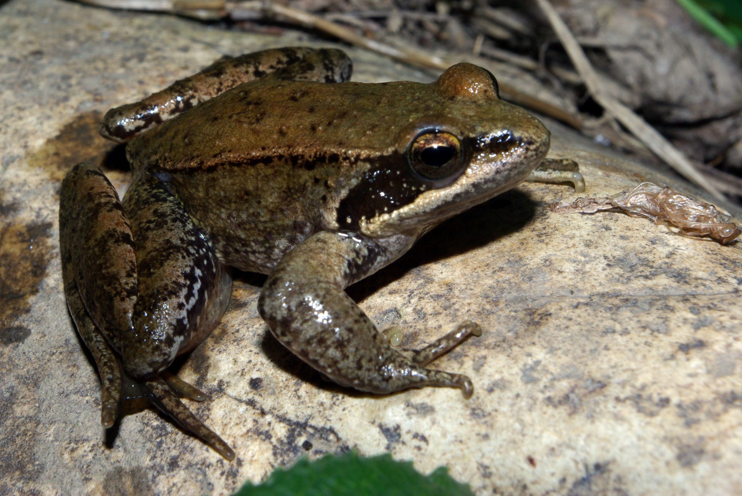 Rana patilarga (Rana iberica)