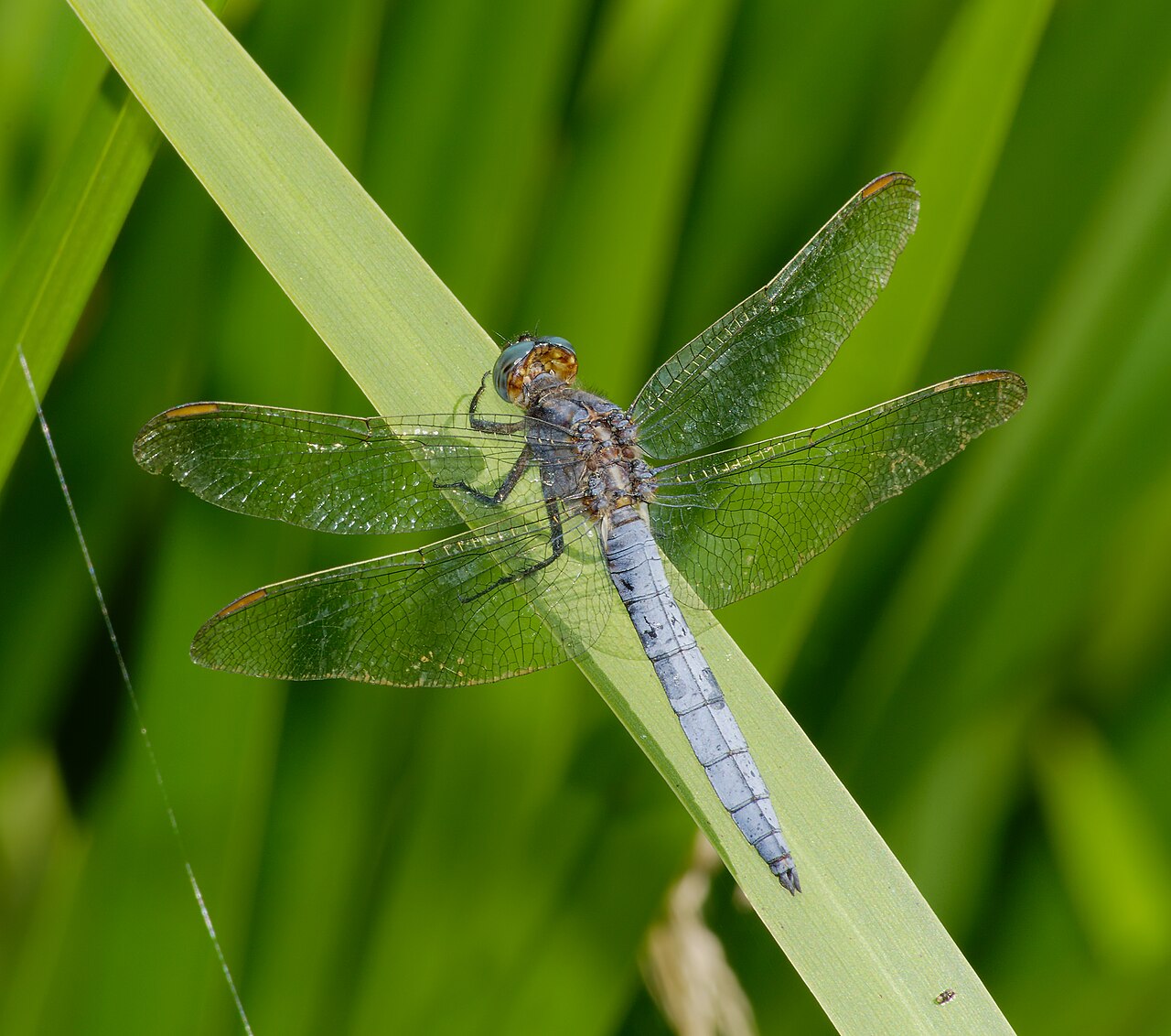 2014.07.18.-09-Schwarzbach_Woellnau--Kleiner_Blaupfeil-Maennchen