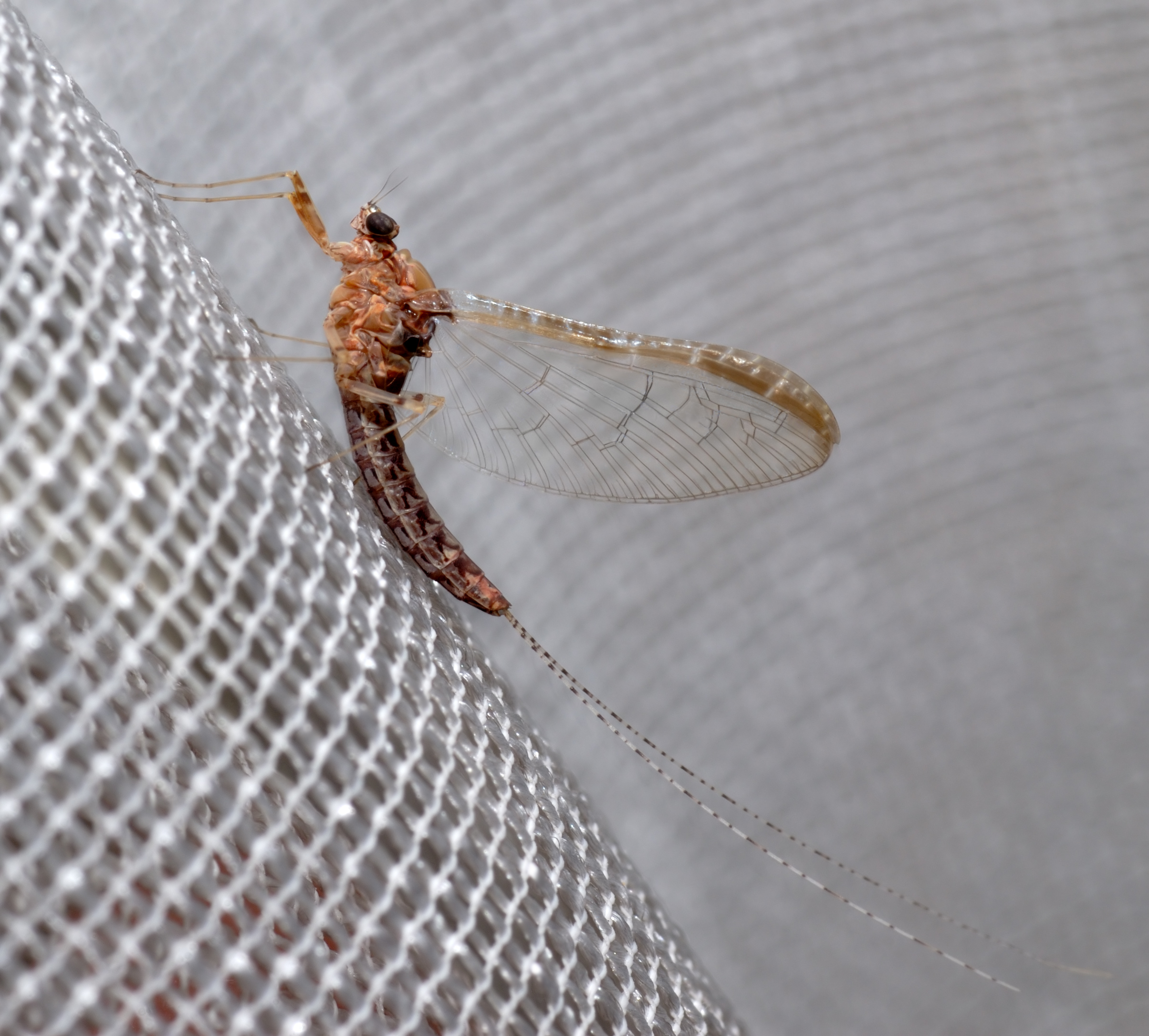 Cloeon_dipterum_-_side_(aka)