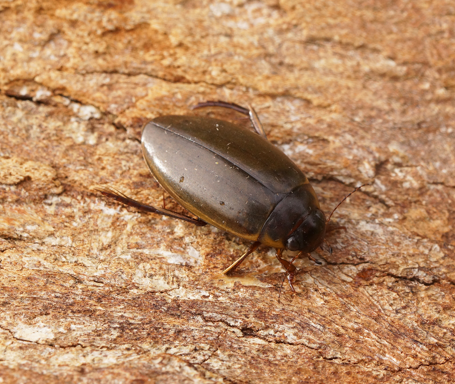 Colymbetes_fuscus_(51603806563)