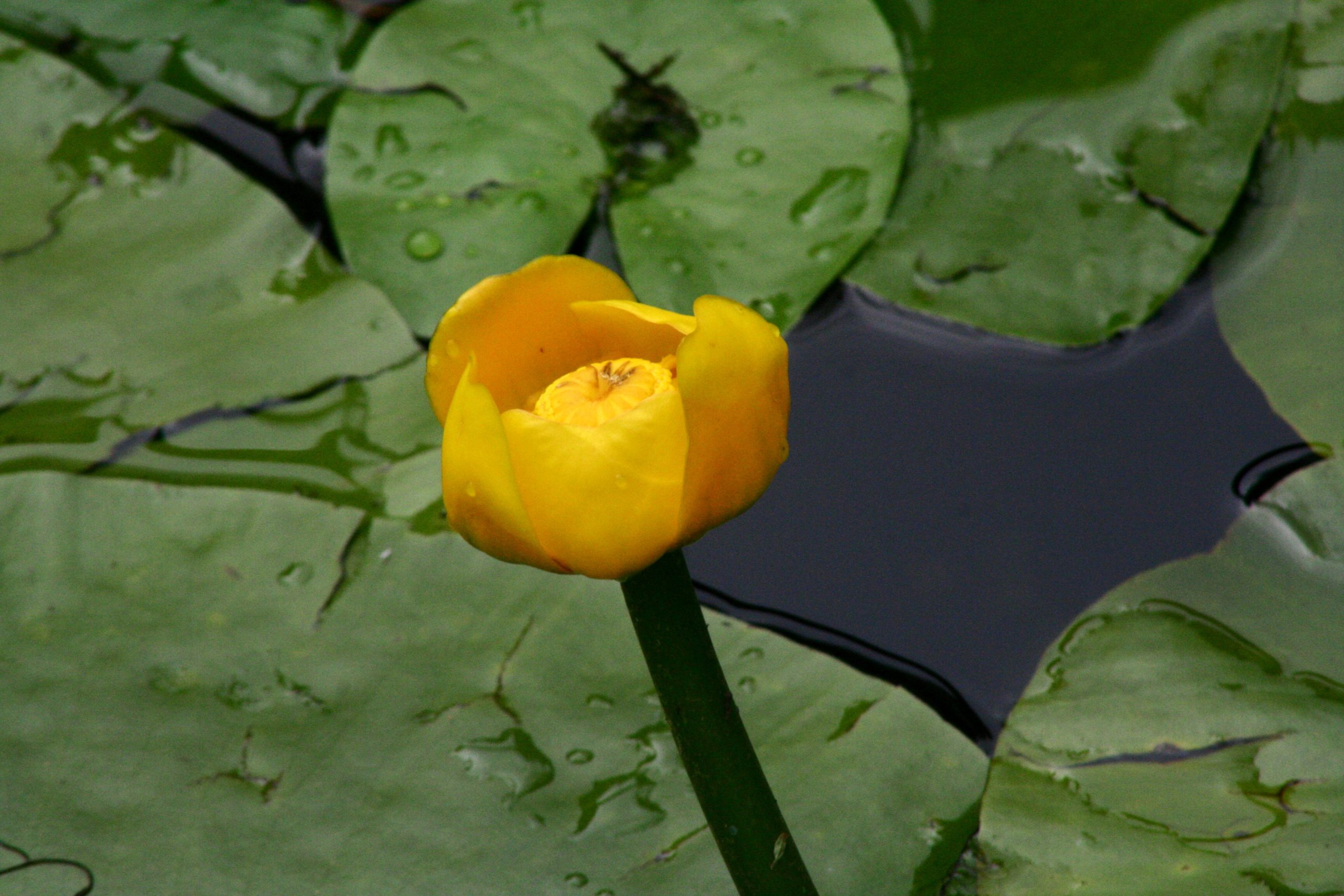 Nuphar_lutea_ENBLA06