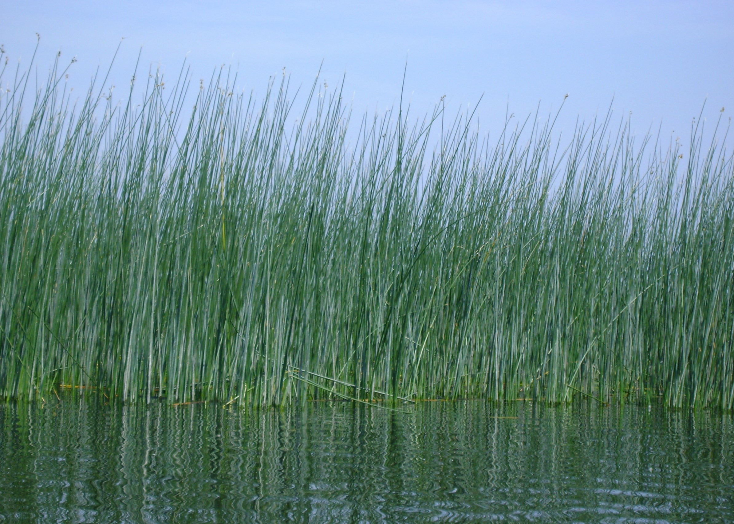 Schoenoplectus_lacustris_kz01