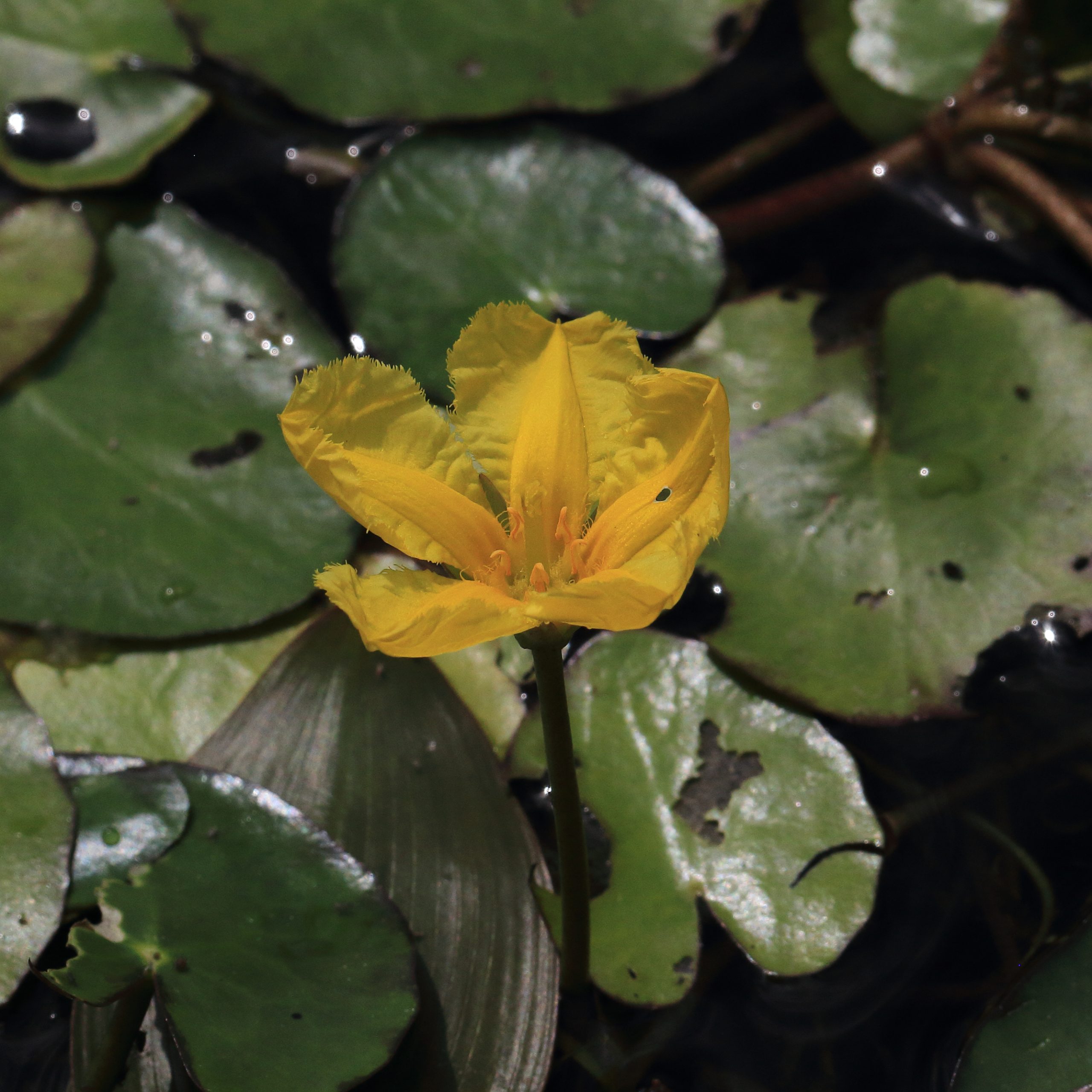 Seekanne_Nymphoides_peltata_0371